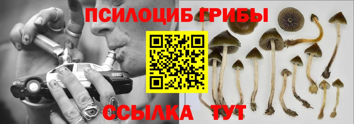Псилоцибиновые грибы Psilocybine cubensis Ртищево